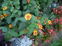 CIMG1505.webp