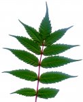Unbekanntes Blatt.jpg