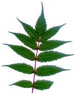 Unbekanntes Blatt.webp