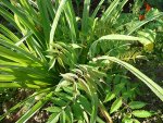 Unbekanntes Blatt-Habitus.jpg