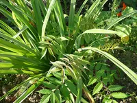 Unbekanntes Blatt-Habitus.webp