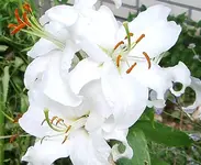 IMGP1846.webp