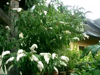 Sommerflieder.webp