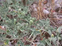 DSCN4693.webp