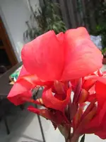 Canna1.webp