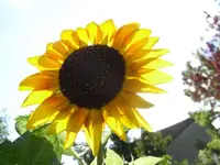 Sonnenblume im Gegenlicht.webp