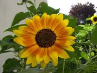rotgelbe Sonnenblume.webp