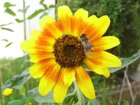 kleine Sonnenblumenblüte mit Schwebfliege.webp