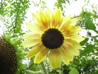 helleSonnenblume.webp