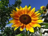 gelbrote Sonnenblume.webp