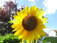 gelbe Sonnenblume.webp