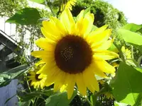 gelbe Sonnenblume im Gegenlicht.webp