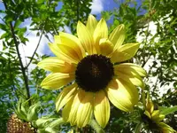 auch eher hellegelbe Sonnenblume.webp