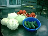 Ernte 05.08.2008.webp