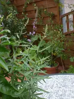 Garten August-2008 036.webp