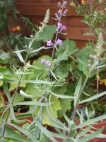 Garten August-2008 037.webp
