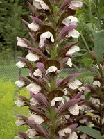 Sommer 2007 0301.webp