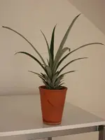 Ananas 3.webp