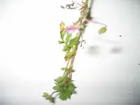 Acker-Storchschnabel.webp