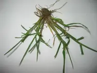 wolliges Honiggras(Holcus lanatus).webp