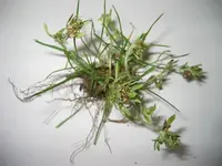Sumpf-Ruhrkraut(Gnaphalium uliginosum.webp
