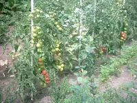 Freiland Tomaten 05.08.2008.webp