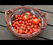 Tomaten_7662.webp