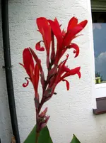 DSCN3271.webp