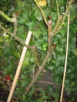 IMG_3066-1.webp