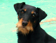 DSC00384-1.webp