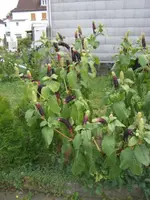 CIMG3580.webp