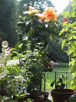 Balkon o8  11.webp