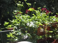 balkon o8 8.webp