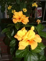 Hibiskus2 gelb.webp