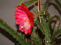 epi mit stacheln3.webp