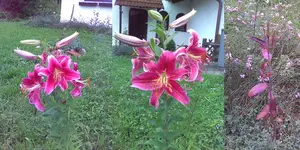 lilien.webp