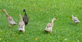 Laufis.webp