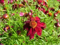 Blüte.webp