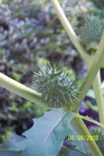 Bilder 9.8.08 062.webp