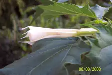 Bilder 9.8.08 063.webp