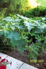 Bilder 9.8.08 064.webp