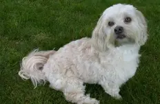 Joschi-1.webp