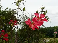 P1010847.webp