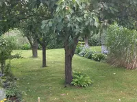 Garten 07-1-2008 008.webp