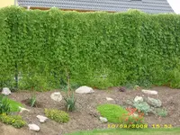 Test 650.webp