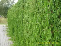 Test 651.webp