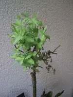 Weide.webp