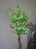 weide2.webp