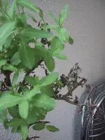 weide3.webp
