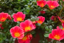 CIMG0726.webp